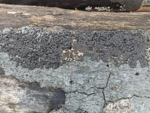 Pseudocosmospora rogersonii