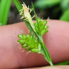 pale sedge thumbnail 3