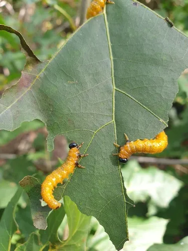 Willow Oak Sawfly
