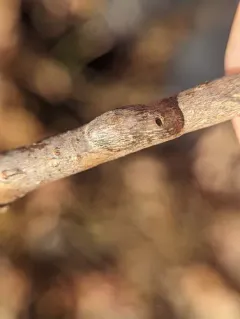 Ophiomyia tiliae thumbnail 1