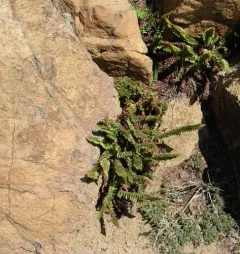 Lemmon's holly fern thumbnail 1