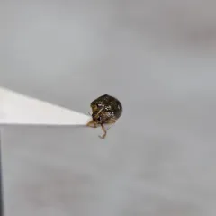 Peltodytes callosus thumbnail 3