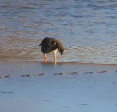 Tundra Bean Goose thumbnail 2