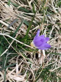 Crocus sublimis thumbnail 4