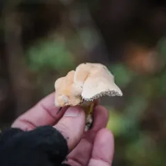 Wood Hedgehog thumbnail 2