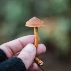 cinnamon webcap thumbnail 3