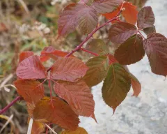 rose blackberry thumbnail 4
