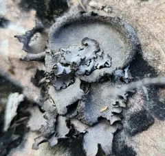 Dermatocarpon dolomiticum thumbnail 3
