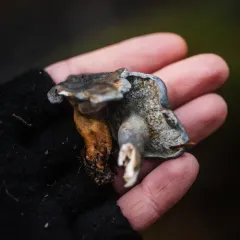 Little Blue Polypore thumbnail 2