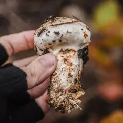 Western Matsutake thumbnail 3