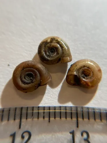Thicklip Ramshorn
