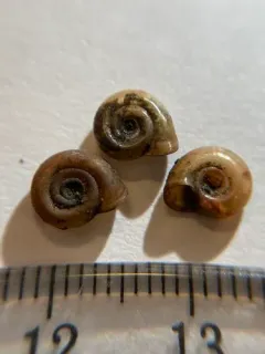 Thicklip Ramshorn thumbnail 1