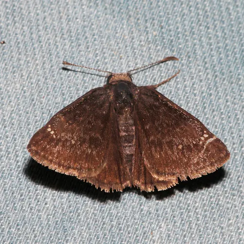 Persius Duskywing
