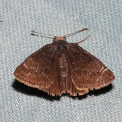 Persius Duskywing thumbnail 1