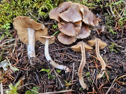 Cortinarius albosericeus