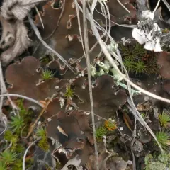 field dog lichen thumbnail 4