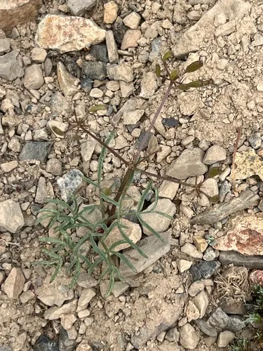 Idaho Biscuitroot