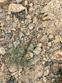 Idaho Biscuitroot thumbnail 1