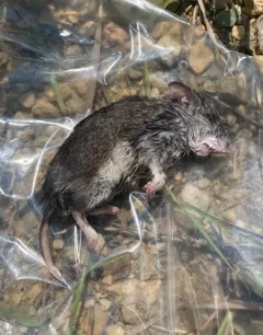 Northern Grasshopper Mouse thumbnail 3