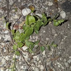 Sharp-leaved Fluellen thumbnail 3