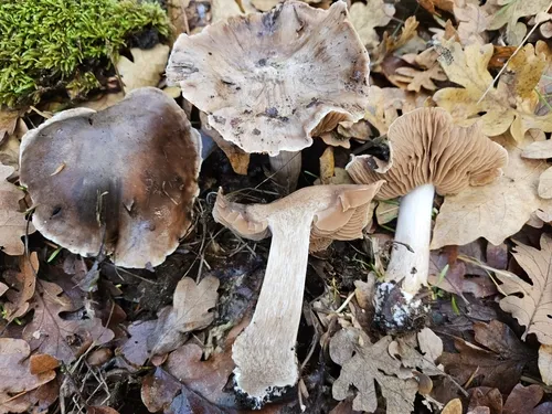 Cortinarius duboisensis