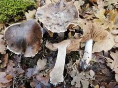 Cortinarius duboisensis thumbnail 1