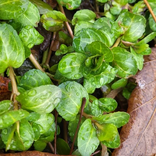 Brooklime