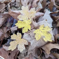 field maple thumbnail 3