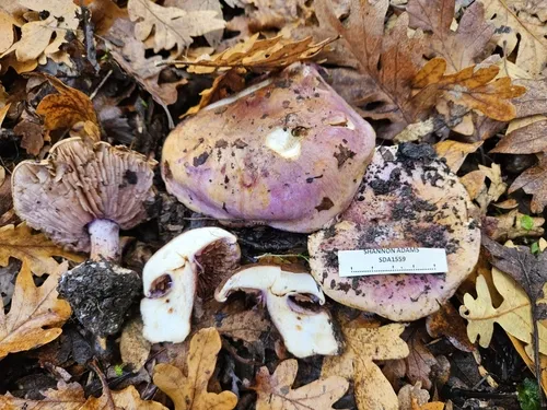 Cortinarius perplexus