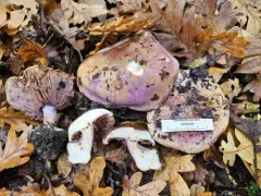 Cortinarius perplexus thumbnail 1