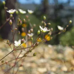 Howell's sandwort thumbnail 2