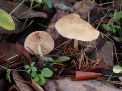 Rhodocybe nuciolens thumbnail 1