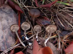 Rhodocybe aureicystidiata thumbnail 4