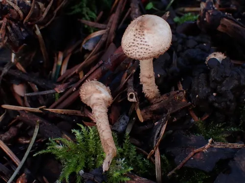 Lepiota pseudoasperula