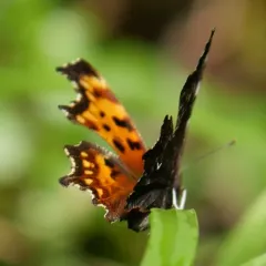Oreas Comma thumbnail 2