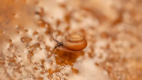 Conical Spot