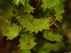 Horned Notchwort thumbnail 3