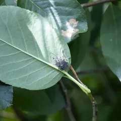 Four-humped Stink Bug thumbnail 2