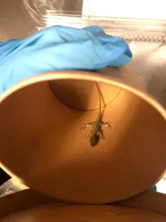 Green Anole thumbnail 1