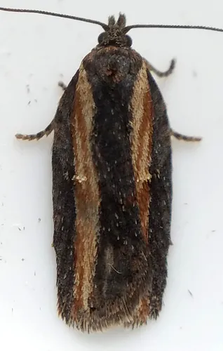 Acleris arcticana