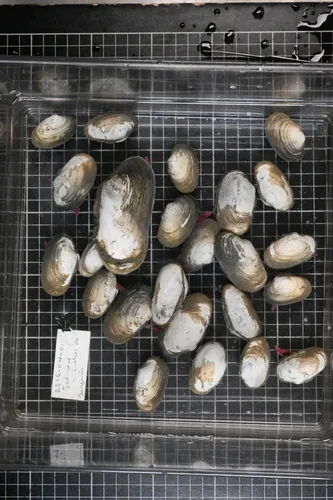Calyptogena pacifica