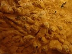 Boreostereum radiatum thumbnail 2