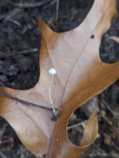 Mycena mirata thumbnail 1
