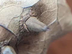 Caryomyia caminata thumbnail 1