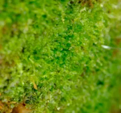 Bog Germanderwort thumbnail 2