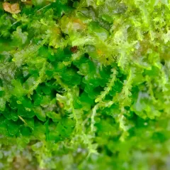 Moon-leaved Pincerwort thumbnail 4