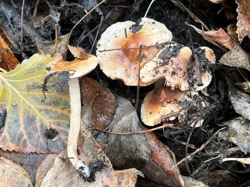 Rostrate Poisonpie