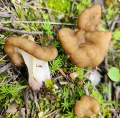 Pseudorhizina californica thumbnail 3