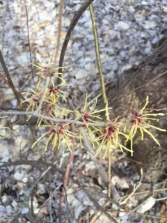 Chinese witch-hazel thumbnail 4