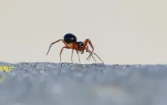 Decorated Red-and-black Money Spider thumbnail 2
